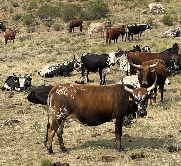 Main-intro-image-nguni